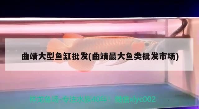 龍魚吃啥長尾巴快vs祥龍魚場：彩虹雷龍魚吃什么發色好)彩虹雷龍魚吃什么發色好