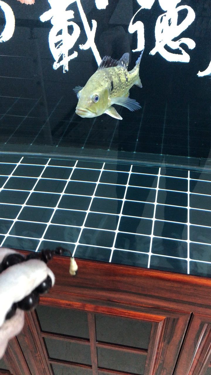 配魚也瘋狂魟魚圈 配魚也瘋狂魟魚圈 錦鯉魚百科 第1張