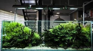 蘭州魚缸定做定制，蘭州魚缸定做哪家口碑好 蘭州魚缸定做定制，蘭州魚缸定做哪家口碑好 魚缸百科 第3張