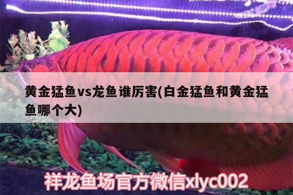 黃金猛魚vs龍魚誰(shuí)厲害(白金猛魚和黃金猛魚哪個(gè)大)