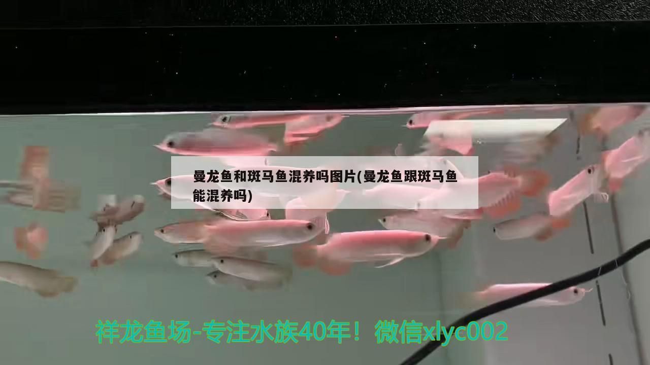 曼龍魚和斑馬魚混養嗎圖片(曼龍魚跟斑馬魚能混養嗎)
