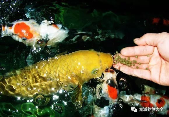 彩蝶魚缸漲價了嗎？市場行情分析與選購建議，彩蝶魚缸近期價格走勢及選購指南