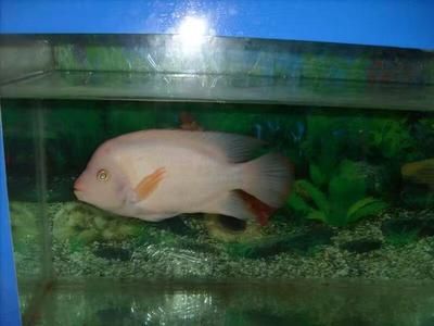 金龍魚主食吃什么最好養活 金龍魚主食吃什么最好養活 龍魚百科 第3張