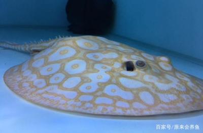 紅龍魚之死，一段關(guān)于生命、失去與反思的獨(dú)白，紅龍之殤，生命逝去的獨(dú)白與哲思