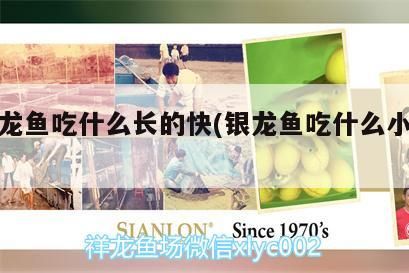小銀龍魚吃什么長(zhǎng)的快(銀龍魚吃什么小魚好)