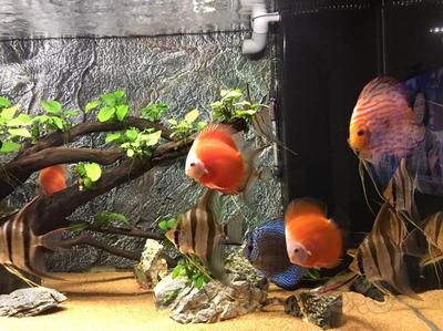 本地魚苗批發(fā)，優(yōu)質(zhì)魚苗的選擇與養(yǎng)殖指南，本地優(yōu)質(zhì)魚苗批發(fā)及科學養(yǎng)殖全指南 本地魚苗批發(fā)，優(yōu)質(zhì)魚苗的選擇與養(yǎng)殖指南，本地優(yōu)質(zhì)魚苗批發(fā)及科學養(yǎng)殖全指南 龍魚常見疾病 第3張