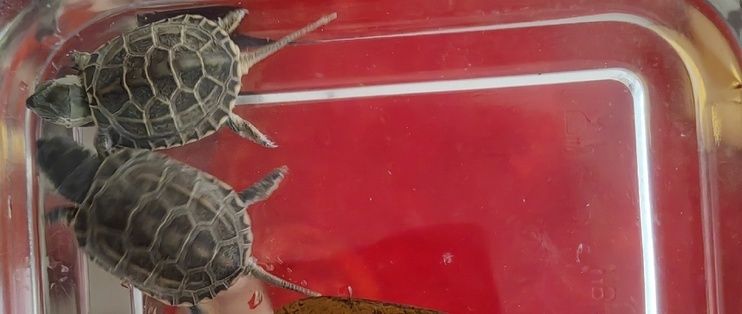 紅龍魚配元寶鳳凰魚，打造完美水族箱的詳細做法視頻指南，紅龍魚與元寶鳳凰魚混養(yǎng)，完美水族箱打造全攻略