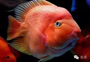 寧波龍魚批發市場地址查詢電話，-寧波龍魚批發市場的地址是什么