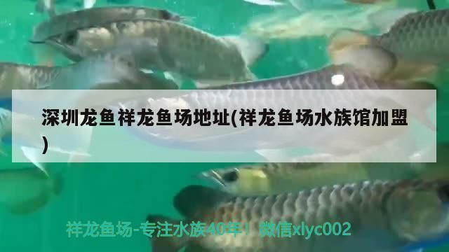 龍魚整容一次收費高達數千元（給龍魚整容一次收費高達數千元）