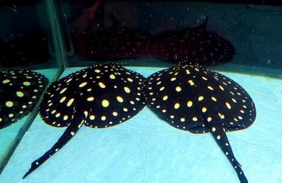 魟魚滿缸飛：[需手動填充]魚為什么會滿缸飛 魟魚滿缸飛：[需手動填充]魚為什么會滿缸飛 魟魚百科 第1張