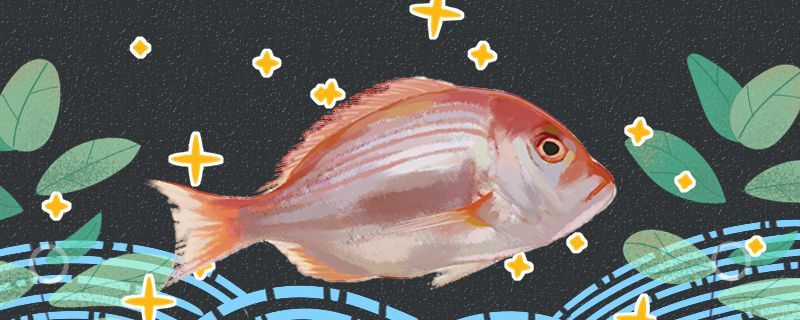 鯛魚和巴沙魚一樣嗎有什么區別