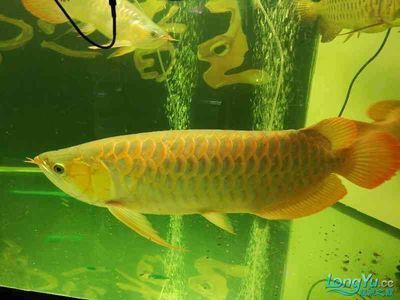 龍魚60公分長多久 龍魚60公分長多久 龍魚百科 第1張