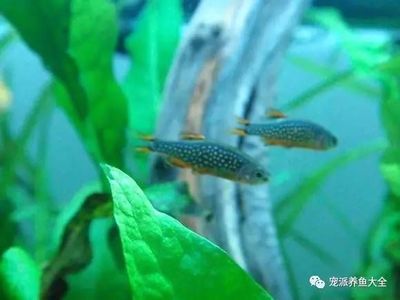 紅龍魚吃什么發色最快？科學喂養指南，紅龍魚最佳發色飼料與科學喂養全攻略