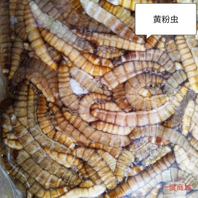 魟魚吃什么魚食最經濟實惠：魟魚吃什么魚食經濟實惠