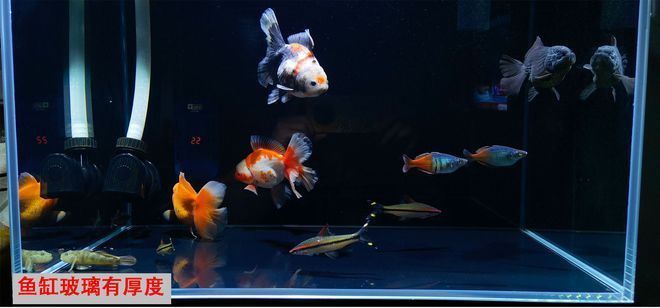 小紅龍魚用什么顏色的燈好看點 紅龍魚配什么燈