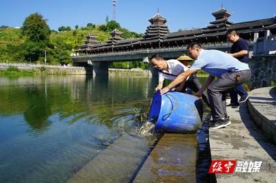 紅龍金龍混養雙龍成功，挑戰與技巧全解析，紅龍金龍混養雙龍成功，挑戰與技巧全解析