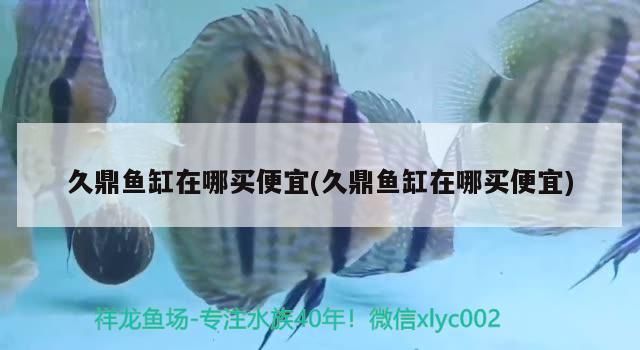 久鼎魚缸在哪買便宜(久鼎魚缸在哪買便宜) 久鼎魚缸在哪買便宜(久鼎魚缸在哪買便宜) 元寶鳳凰魚百科 第3張