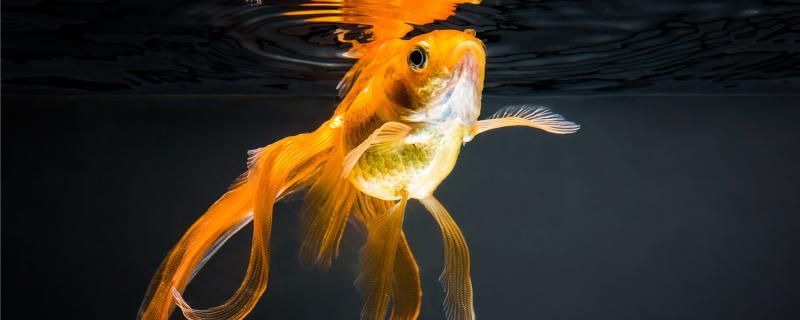 金魚(yú)受傷是因?yàn)槭裁词軅嗽趺刺幚? title=