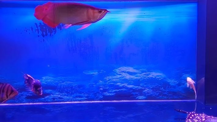 紅龍魚(yú)財(cái)神鸚鵡魚(yú)混養(yǎng)視頻，紅龍魚(yú)和財(cái)神鸚鵡魚(yú)可以混養(yǎng)嗎