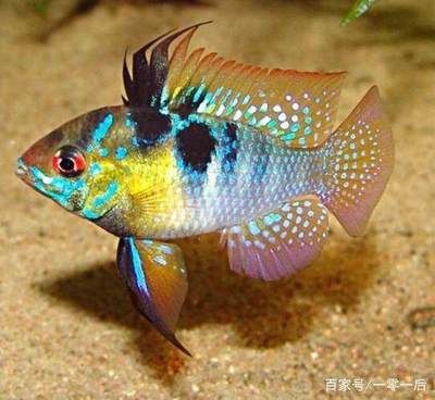 龍魚(yú)寄生蟲(chóng)用什么藥？全面解析龍魚(yú)寄生蟲(chóng)防治方法，龍魚(yú)寄生蟲(chóng)防治指南，用藥與預(yù)防全解析 龍魚(yú)寄生蟲(chóng)用什么藥？全面解析龍魚(yú)寄生蟲(chóng)防治方法，龍魚(yú)寄生蟲(chóng)防治指南，用藥與預(yù)防全解析 龍魚(yú)常見(jiàn)疾病 第2張