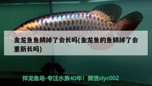 金龍魚魚鱗掉了會長嗎(金龍魚的魚鱗掉了會重新長嗎) 金龍魚魚鱗掉了會長嗎(金龍魚的魚鱗掉了會重新長嗎) 錦鯉魚百科 第3張
