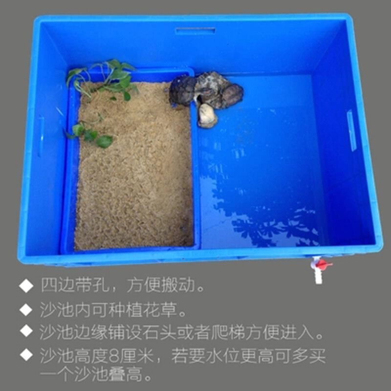 豬鼻龜用多大缸養(yǎng)：豬鼻龜?shù)娘曫B(yǎng)缸尺寸