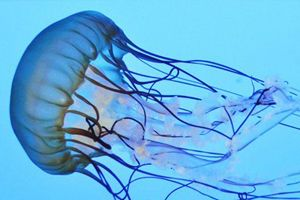 水族館門票圖片高清（水族館入場券圖片高清詳情）