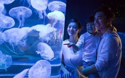 水族館開(kāi)業(yè)廣告詞簡(jiǎn)短（探索海洋奧秘，盡在水族館）
