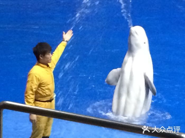 水族館開(kāi)業(yè)廣告詞簡(jiǎn)短（探索海洋奧秘，盡在水族館）