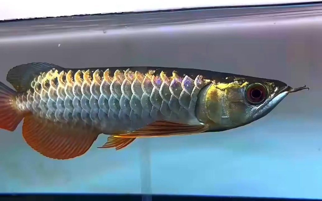 古典過背金龍魚圖片高清：古典過背金龍魚圖片高清詳情