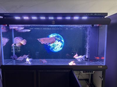 紅龍魚燈什么牌子好用又便宜：紅龍魚燈品牌及牌及其特點