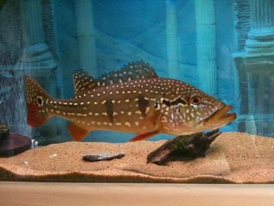 龍魚吃撐了不游動怎么辦？科學(xué)解決方法全解析，龍魚吃撐不游動的科學(xué)解決方法全解析