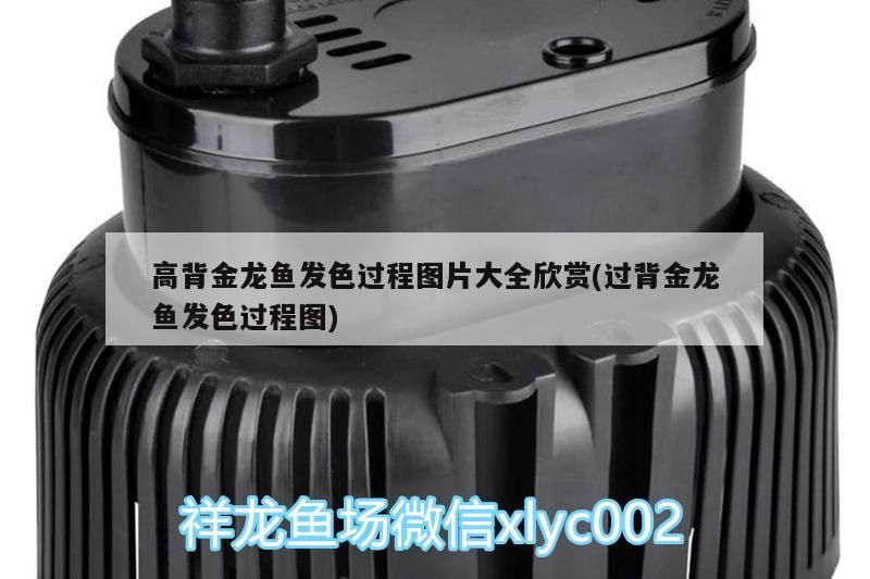 樂山魚缸專賣店在哪里啊最近呢（ 樂山市市中區哪里有賣魚缸的）
