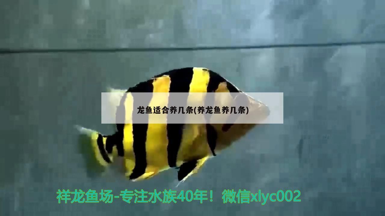 龍魚適合養(yǎng)幾條(養(yǎng)龍魚養(yǎng)幾條) 龍魚適合養(yǎng)幾條(養(yǎng)龍魚養(yǎng)幾條) 錦鯉魚百科 第3張
