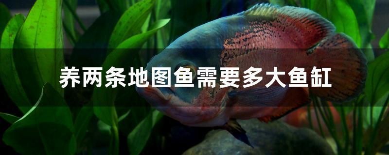 養兩條地圖魚需要多大魚缸