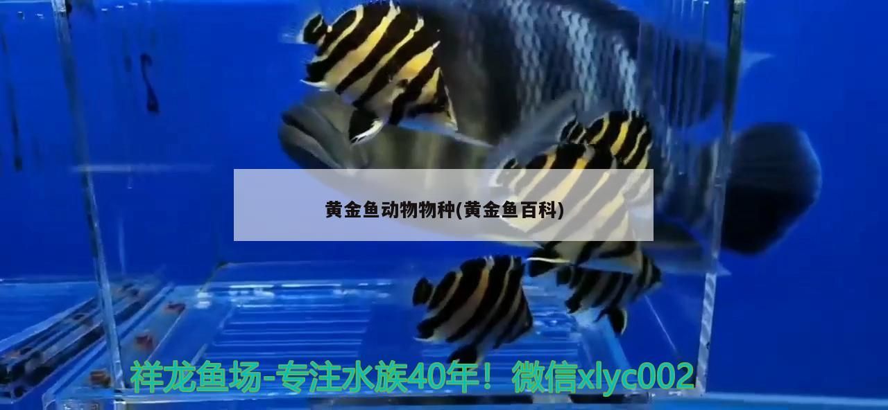 黃金魚動物物種(黃金魚百科)