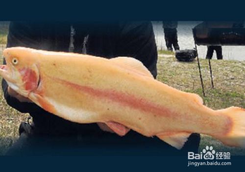 金龍魚鱗片亮度提升技巧:金龍魚飼養技術 金龍魚百科 第3張 金龍魚鱗片亮度提升技巧:金龍魚飼養技術 金龍魚鱗片亮度提升技巧:金龍魚飼養技術 金龍魚百科 第3張
