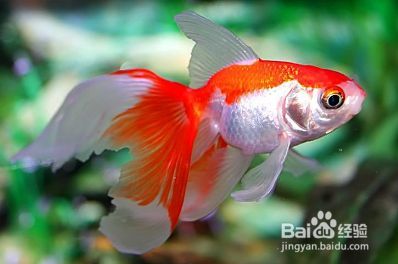 金龍魚鱗片亮度提升技巧:金龍魚飼養技術 金龍魚百科 第5張 金龍魚鱗片亮度提升技巧:金龍魚飼養技術 金龍魚鱗片亮度提升技巧:金龍魚飼養技術 金龍魚百科 第5張