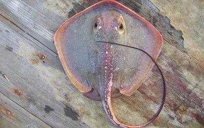 魟魚蜇人嗎：[需手動填充]魚為什么會蜇人