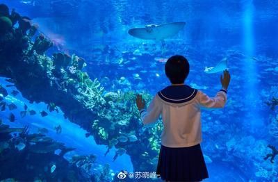 開(kāi)一個(gè)水族館需要多少錢（開(kāi)一個(gè)小型水族館需要幾十萬(wàn)元人民幣，開(kāi)設(shè)水族館需要多少費(fèi)用）