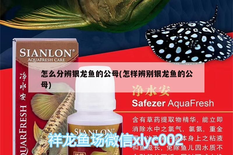 怎么分辨銀龍魚的公母(怎樣辨別銀龍魚的公母)