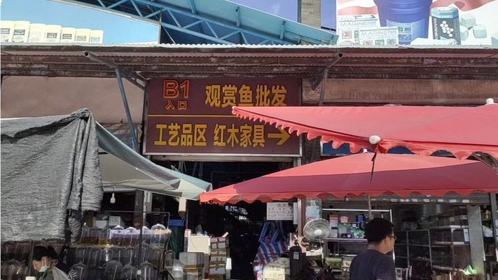 風塵5代最值得入手的三個版本，深度解析與購買建議，風塵5代最值得入手的三大版本，深度解析與選購指南 風塵5代最值得入手的三個版本，深度解析與購買建議，風塵5代最值得入手的三大版本，深度解析與選購指南 龍魚百科 第3張