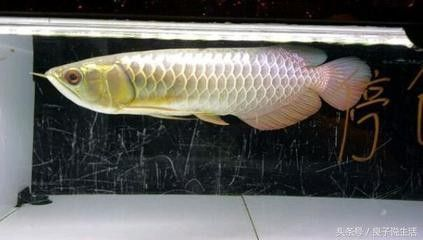 龍魚翻肚子了能活幾天 龍魚翻肚子了能活幾天 龍魚百科 第1張
