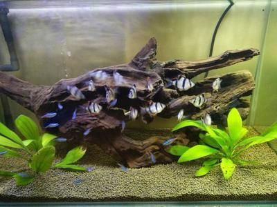 常見熱帶觀賞魚名稱配圖片：寶蓮燈魚學名為cheirodcoaxclrodi 常見熱帶觀賞魚名稱配圖片：寶蓮燈魚學名為cheirodcoaxclrodi 水族館百科（水族館加盟） 第4張