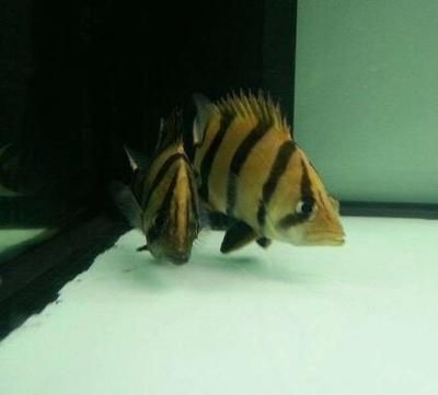 虎魚為什么會(huì)突然死了一條：虎魚為什么會(huì)突然死一條