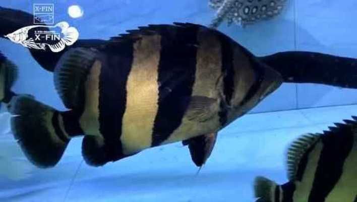 虎魚白眼病怎么治最有效果視頻：虎魚白眼病怎么治