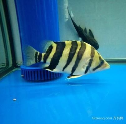 蘇虎魚適宜的水族箱尺寸，蘇虎魚水族箱尺寸應該根據魚的大小和養殖方式來確定