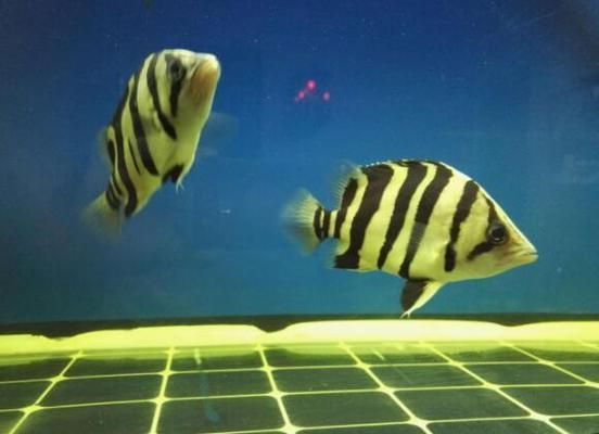 蘇虎魚適宜的水族箱尺寸，蘇虎魚水族箱尺寸應該根據魚的大小和養殖方式來確定