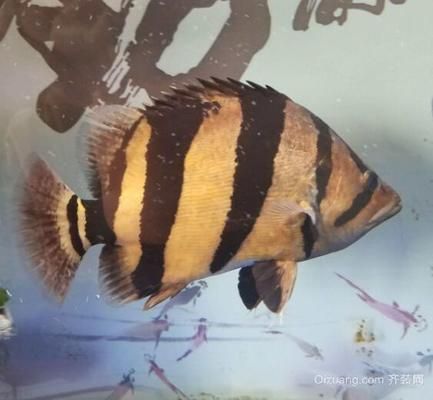 蘇虎魚適宜的水族箱尺寸，蘇虎魚水族箱尺寸應該根據魚的大小和養殖方式來確定
