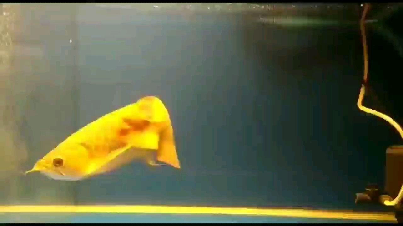 大湖紅龍魚2022091506
